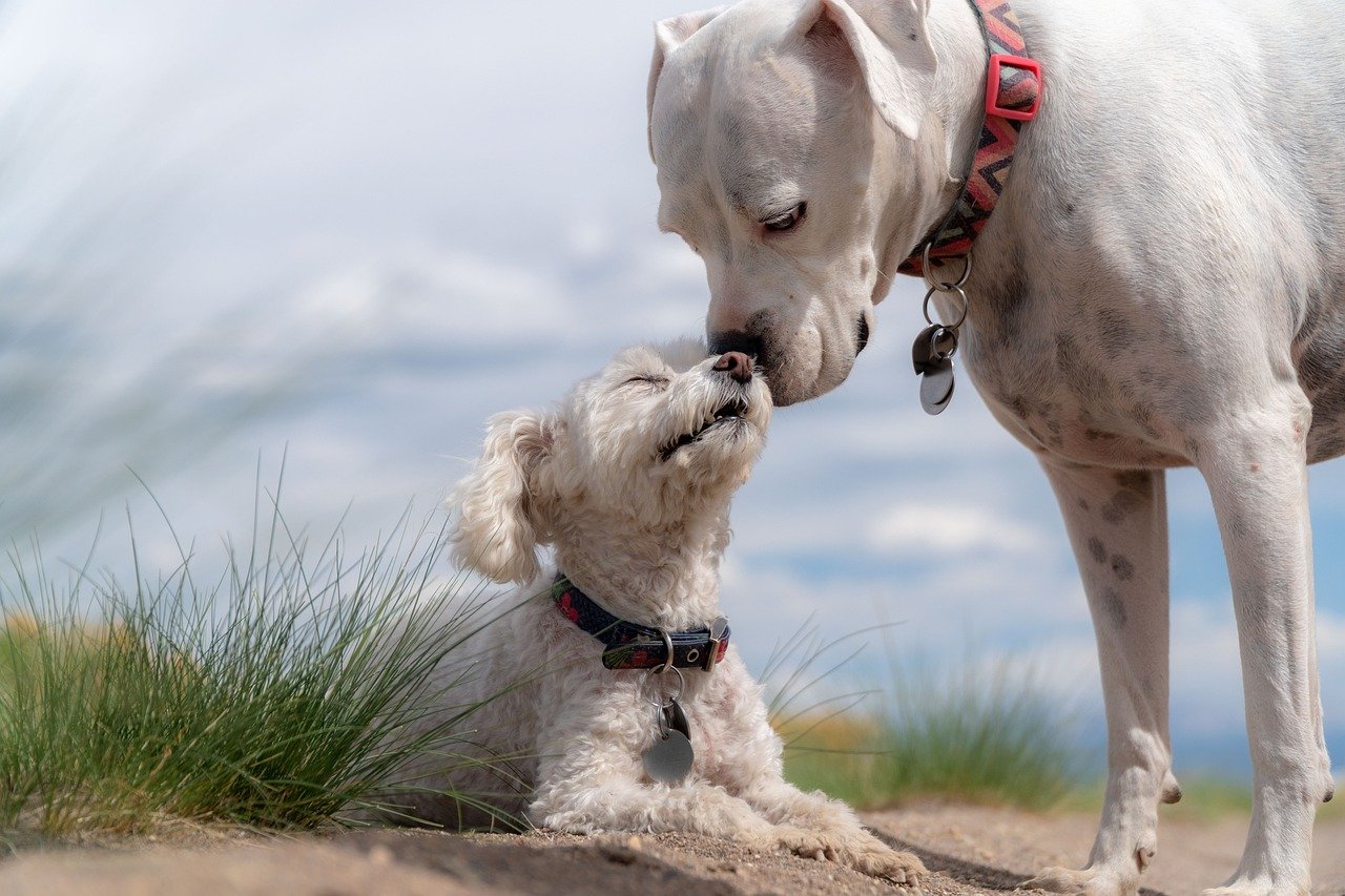 chien communication 