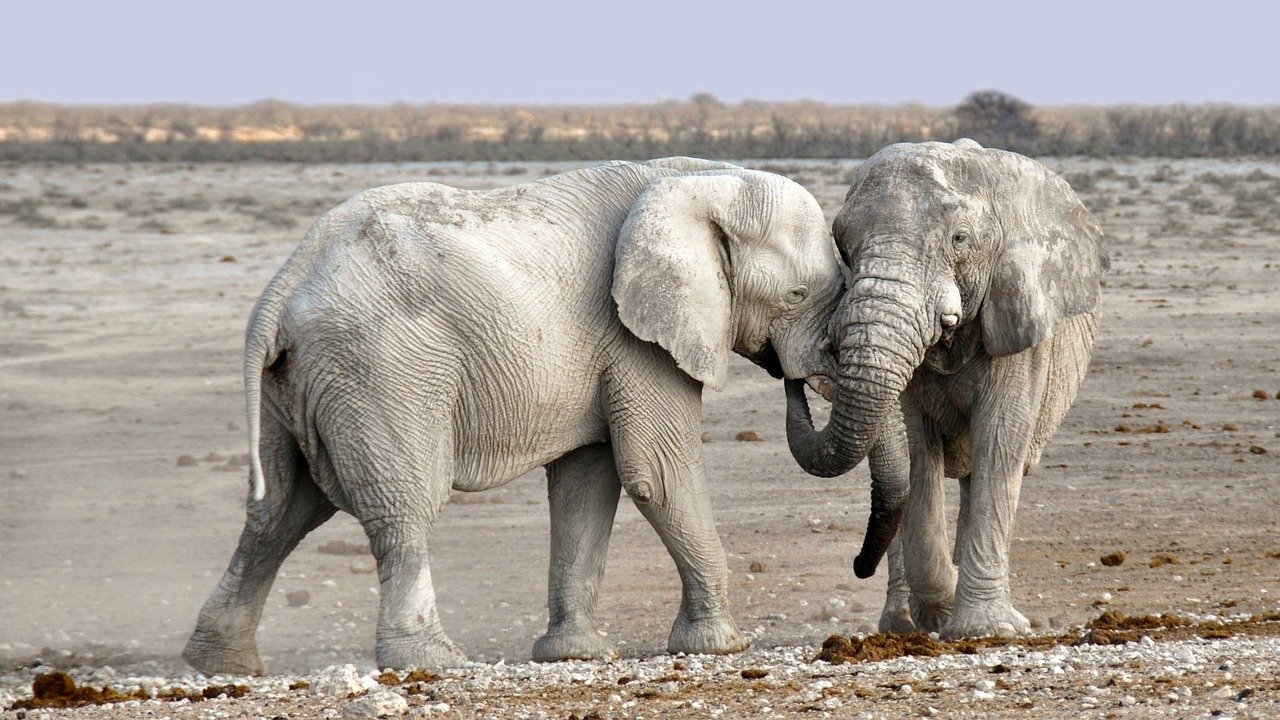 Éléphant communication animale